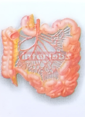 ARTERIES OF SMALL INTESTINE DISTRIBUTION